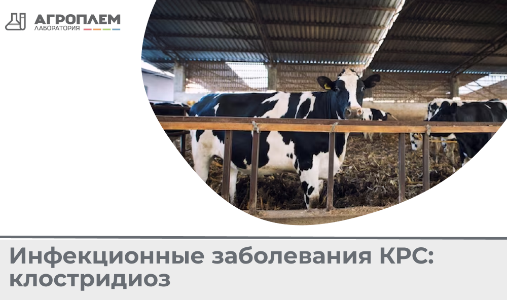 Инфекционные заболевания КРС: клостридиоз