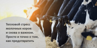 Тепловой стресс: и снова о важном. Просто и точно о том, как предотвратить.