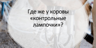 Где же у коровы «контрольные лампочки»?