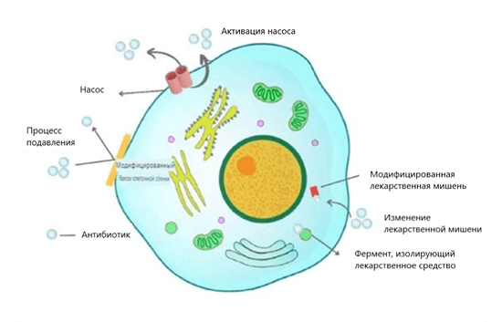 Схематическое изображение общего механизма устойчивости к антибиотикам