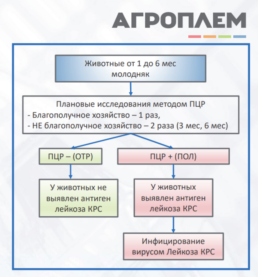 Лейкоз КРС (BLV).png