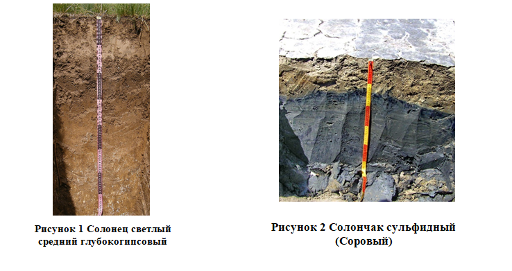 солонцы и солончаки